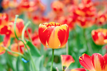 Wall Mural - Close up orange tulips in the garden