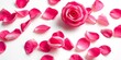 © Aonan - Delicate, velvety rose petals, vibrant hues, soft shadows, pristine white backdrop,  texture,   hue