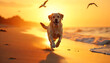 © Md Rafiqul - Sunset Sprint A Labrador's Ecstatic Beach Run