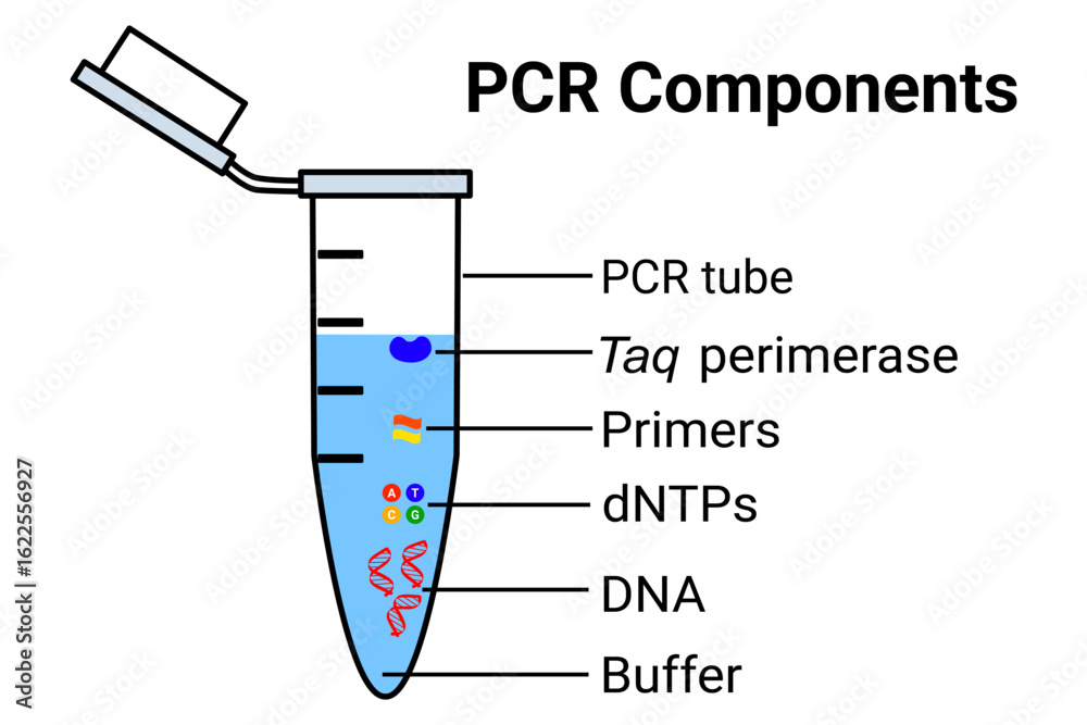 PCR components diagram vector illustration Stock Vector | Adobe Stock
