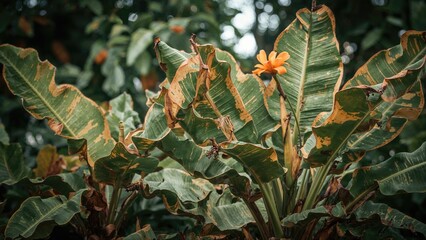 Wall Mural - Ornamental banana greenery in outdoor space