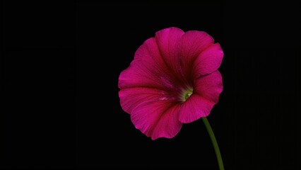 Wall Mural - close-up of a solanaceae petunia flower highlighted against a black background