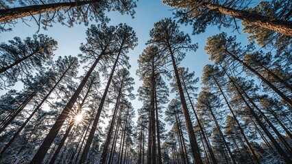 Wall Mural - a peaceful winter forest illuminated by sunlight on tall tree branches.