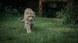 © VirtualVista - Snow Leopard walking in the grassy area at the wildlife park.