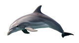 Isolated Dolphin