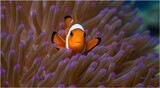 Clownfish Anemonefish Macro Portrait in Anemone on Coral Reef Indonesia
