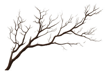 bare tree branch with detailed texture isolated on transparent background
