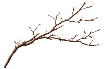 Bare tree branch with buds isolated on transparent background