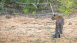 © nilanka - Leopard walks away on a dry area at Yala National Park, Sri Lanka.