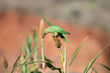 © siva - A Vibrant Green parakeet perched on a millet plant, feeding on seeds in natural daylight. Colorful exotic bird amidst lush green leaves with soft blurred background.