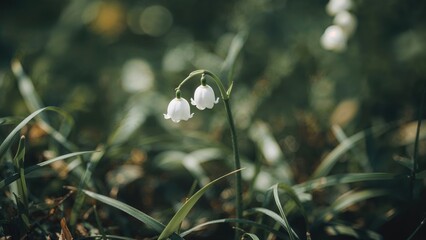 Wall Mural - Macro shot of fragrant white blooms with shallow depth