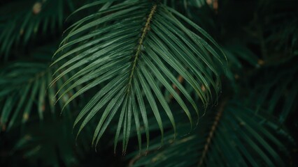 Wall Mural - fresh palm leaf flourishing in a garden environment