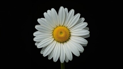 Wall Mural - Chamomile flower closeup displayed horizontally on a dark background