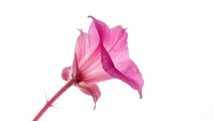 Wall Mural - Detailed macro shot of a bright pinkish-purple flower from a touch-me-not species on a plain white surface