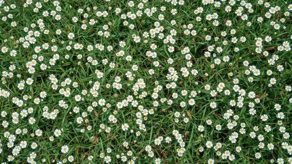 Wall Mural - A cluster of small white flowers featuring yellow centers surrounded by lush green foliage