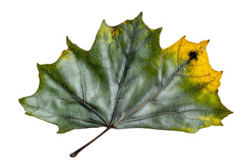 Wall Mural - Colorful autumn leaf on a transparent background