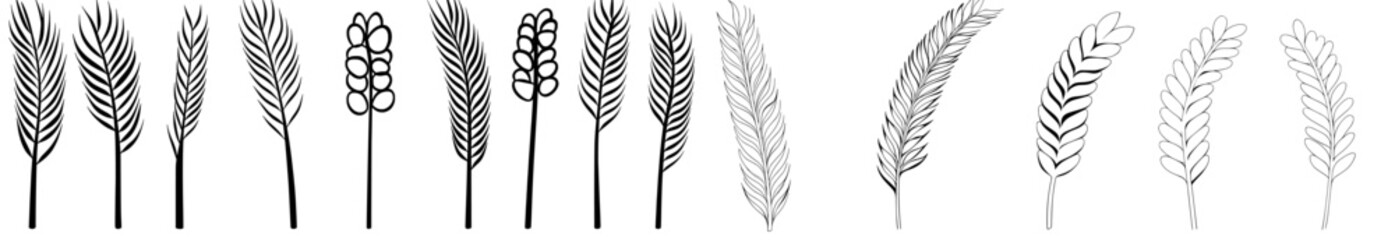 Various wheat branches on a white backdrop