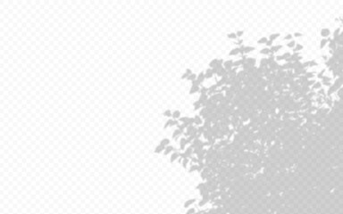 Wall Mural - shadow overlay from a lilac bush isolated on a transparent background.