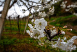 2024 03 30 Meledo Prunus avium 5