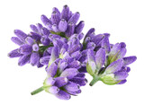 lavender flowers, isolated on transparent background
