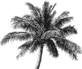 Wall Mural - black palm tree illustration with detailed leaves, ink drawing. vector illustration