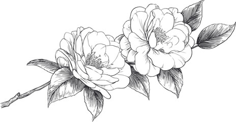 Wall Mural - beautiful camellia flowers with leaves in detailed black and white illustration. vector illustration