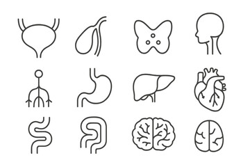 Wall Mural - medical anatomy line icon set. human organs, body systems outline collection