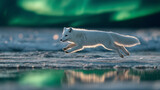 Arctic Fox Leaping Across Ice with Aurora Borealis in Background at Night