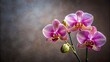 © AIARTS - Moth Orchid Blooms with Empty Background