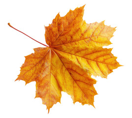Wall Mural - Beautiful yellow autumn maple leaf isolated on transparent background