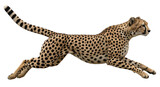 Isolated Cheetah Running