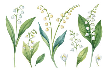 set of watercolor Lily Of The Valley Branch vector illustration isolated on white background