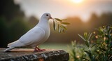 White dove with olive branch at sunrise