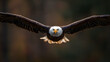 © Calvin - Majestic Bald Eagle Soaring High Above the Skies: A Symbol of Freedom and Strength in Its Natural Habitat