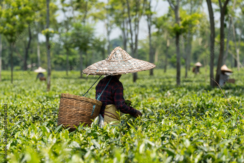 Tea Laborers Tea estate labourer plucking tea leaves wearing conical hats at a tea ...