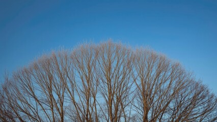 Wall Mural - nature scene featuring stark trees beneath a vivid blue sky