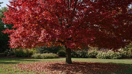 a vibrant red maple tree located in a public garden