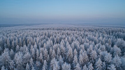 Wall Mural - overhead image of a wintery tree canopy