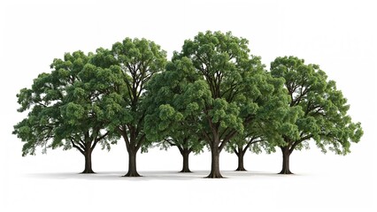 Wall Mural - Cluster of trees set against a plain white background