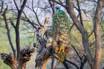 Wall Mural - male Indian peafowl or Pavo cristatus or peacock in natural scenic winter season jungle perched on tree trunk at ranthambore national park forest tiger reserve rajasthan india asia