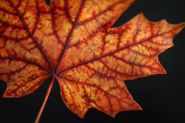 maple leaf on black background