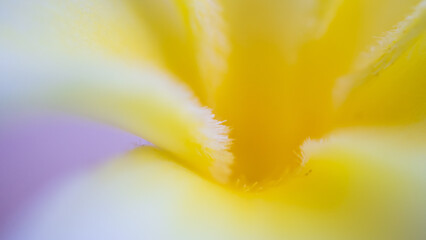 Wall Mural - Close up of beautiful frangipani flower