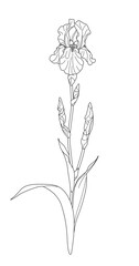 Wall Mural - flowering iris with leaves outline drawing