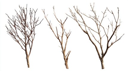 Three bare tree branches with intricate twig patterns against a white background in a minimalist style