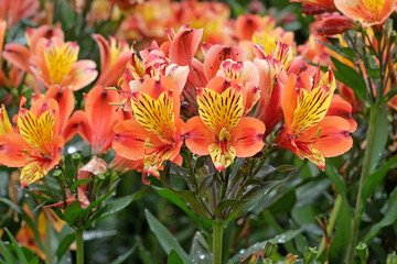 Wall Mural - Orange, red and yellow Alstroemeria Peruvian lily ‘Indian Summer’ in flower.