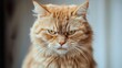 © sambath - A ginger cat with long, white whiskers and a stern expression, staring directly at the camera.