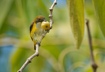 Wall Mural - yellow-sided flowerpecker dicaeum aureolimbatum small bird in dicaeidae endemic to sulawesi, natural