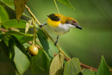 Wall Mural - yellow-sided flowerpecker dicaeum aureolimbatum small bird in dicaeidae endemic to sulawesi, natural
