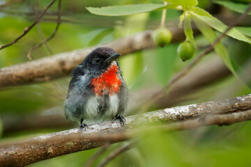 Wall Mural - grey-sided flowerpecker dicaeum celebicum small grey bird with red breast in dicaeidae endemic to in