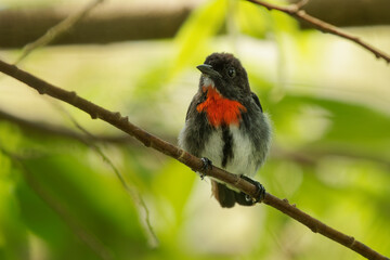 Wall Mural - grey-sided flowerpecker dicaeum celebicum small grey bird with red breast in dicaeidae endemic to in
